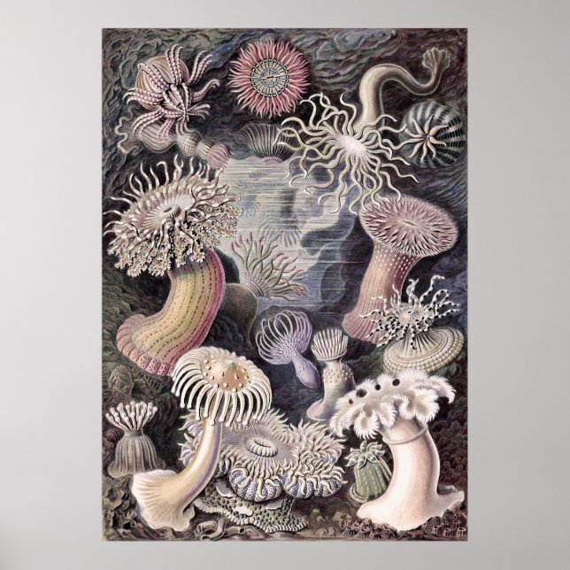 Poster Anémones sous-marines par Ernst Haeckel (Devant)