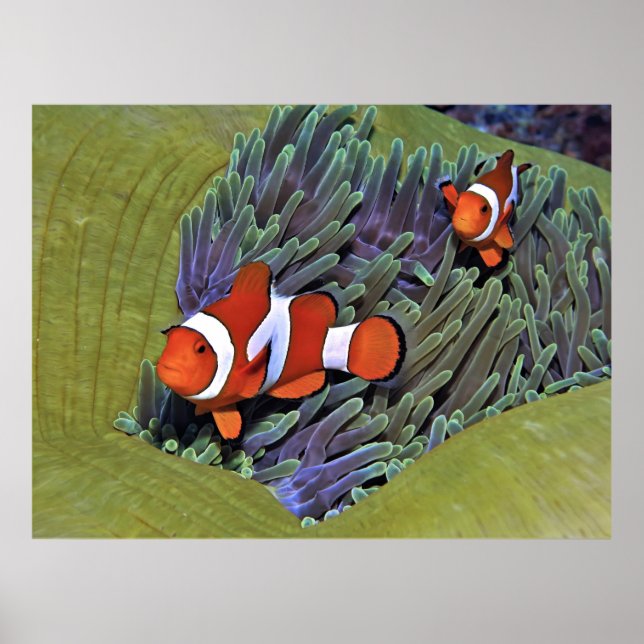 Poster Anenomefish (Devant)