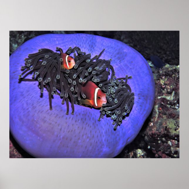 Poster Anenomefish à Anenome (Devant)