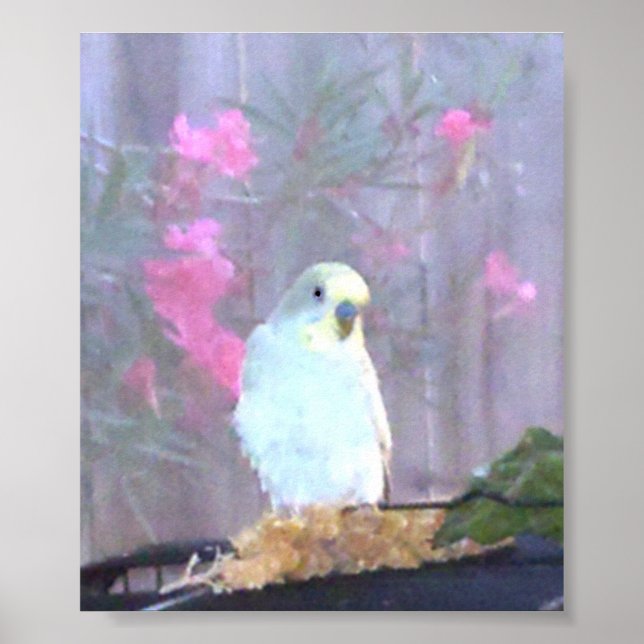 Poster Angel le Budgie (Devant)