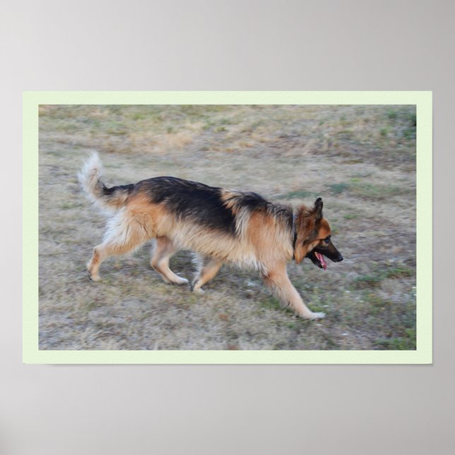 Poster Angel le chien alsacien (Devant)
