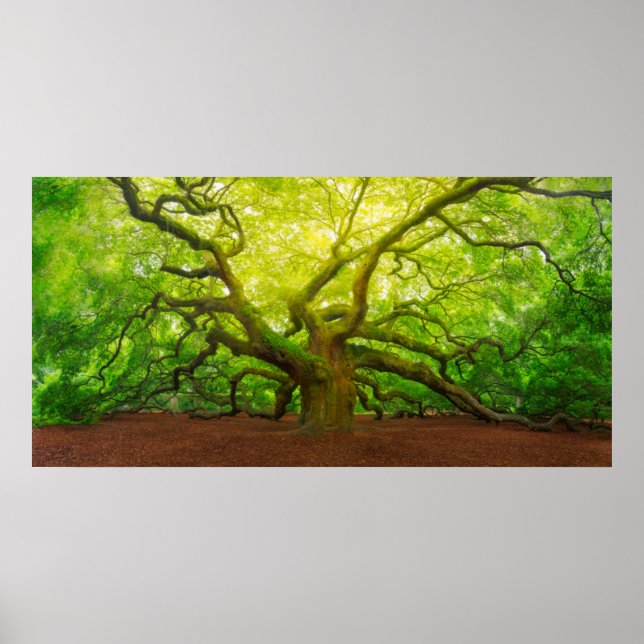 Poster Angel Oak (Devant)
