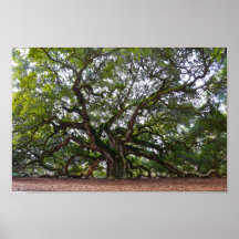 Angel Oak sur l'île Johns, Caroline du Sud