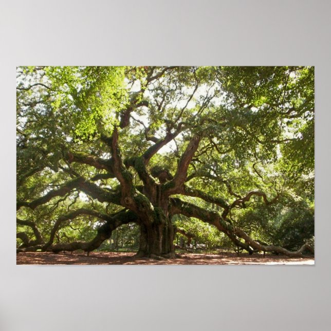 Poster Angel Oak Tree ~ Johns Island, Caroline du Sud (Devant)