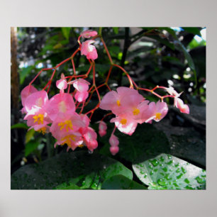 Poster Angel Wing Begonias