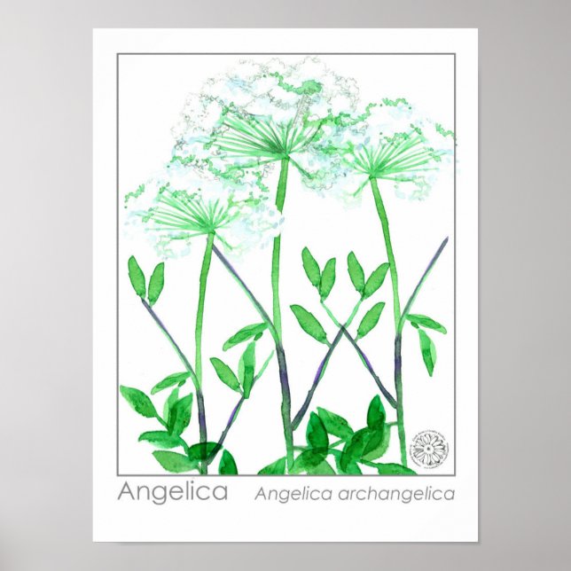Poster Angelica Fleurs blanches Plante de Herbes médicina (Devant)