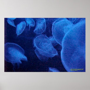 Poster Anges de lumière