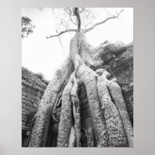 Poster Angkor Cambodge, Arbre Ta Prohm