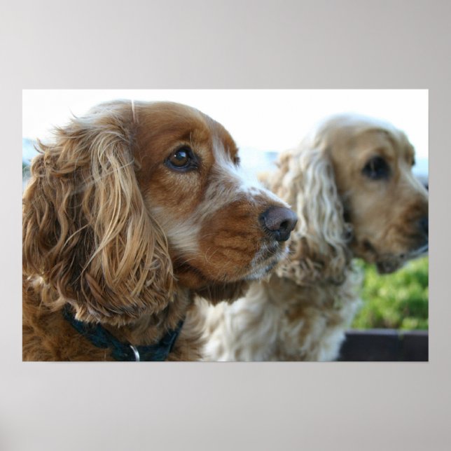 Poster anglais Cocker Spaniel Dog (Devant)