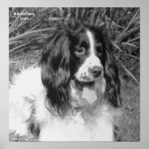 Poster anglais Springer Spaniel