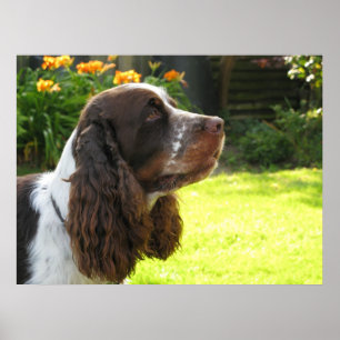 Poster Anglais Springer Spaniel