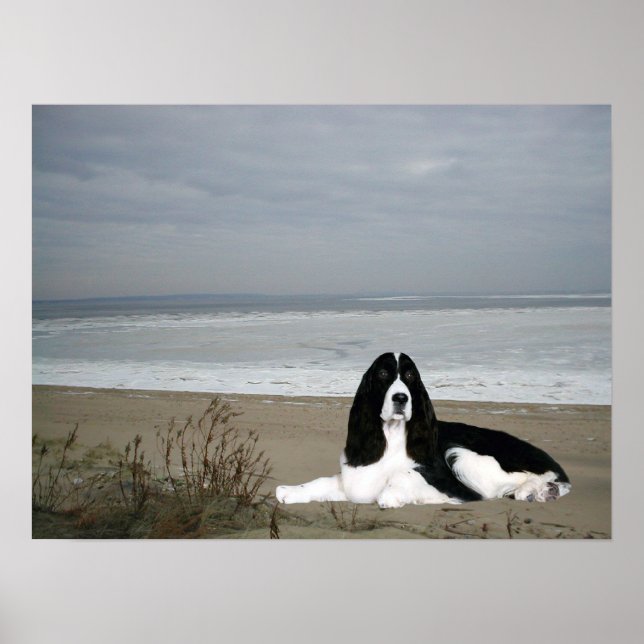 Poster Anglais Springer Spaniel Print (Devant)
