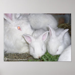 POSTER ANGORA RABBITS