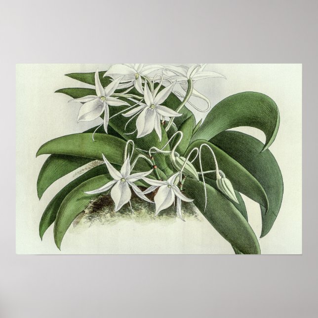 Poster Angraecum Leonis Orchid (Devant)