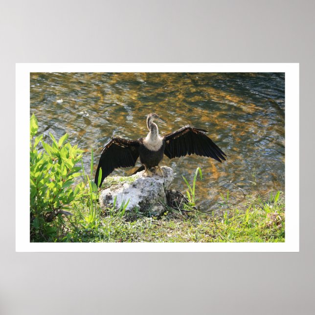 Poster Anhinga (Devant)