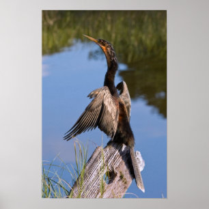 Poster Anhinga at the Pond