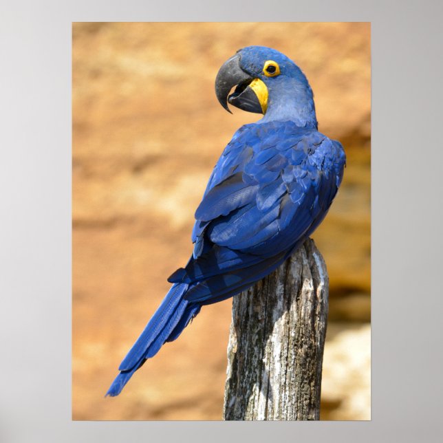 Poster Animal de Hyacinth macaw perché sur un poteau de b (Devant)