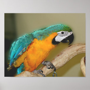Poster Animal de perroquet bleu et or macaw