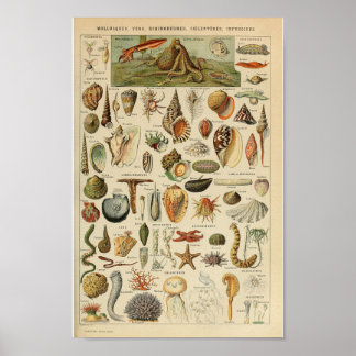 Poster animal marin mollusque vintage