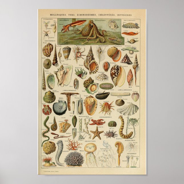 Poster animal marin mollusque vintage (Devant)