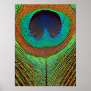 Poster Animal - Oiseau - Plume de Paon