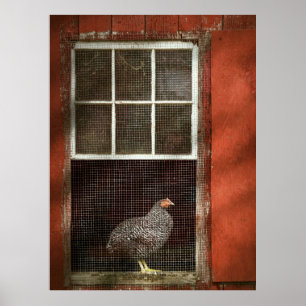 Poster Animal - Oiseau - Poulet dans une fenêtre