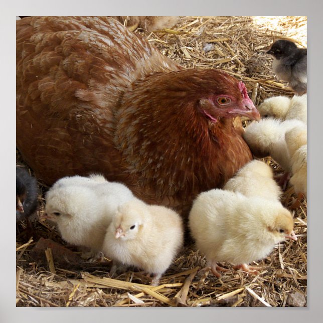 Poster animal, poulet, ferme, mignonette, oiseau, bébé, (Devant)