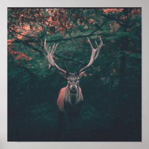 Poster Animal sauvage de Buck Deer