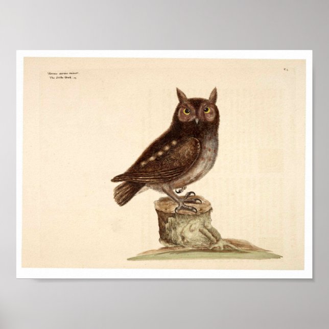 Poster animal vintage - Chouette (Devant)