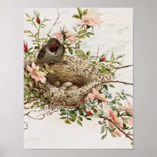 Poster animal vintage - Oiseau dans le nid
