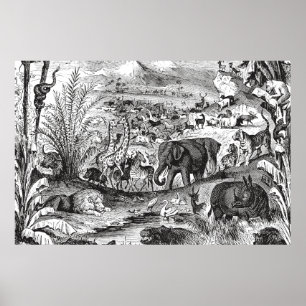 Poster Animaux animaux africains d'illustration de 1800s