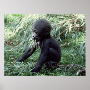 Poster Animaux - Baby Gorilla Gros plan
