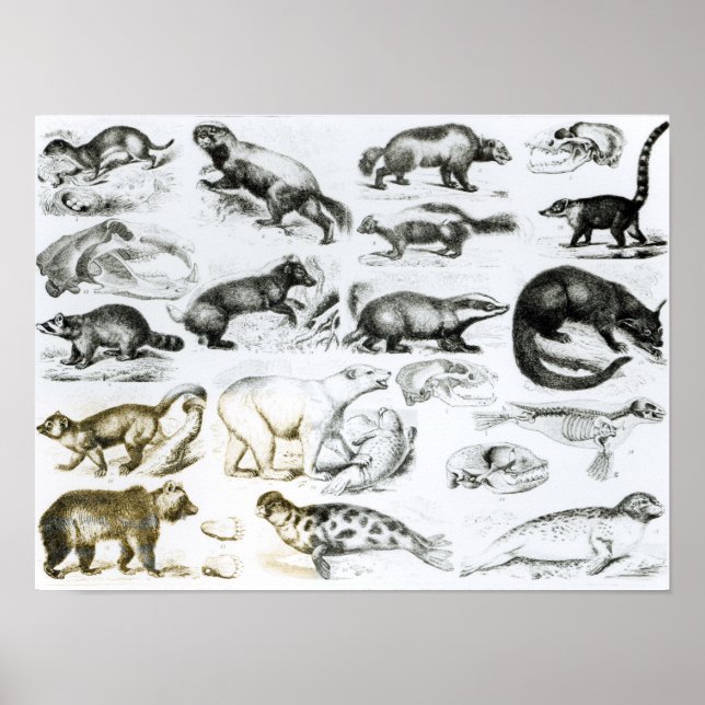 Poster Animaux carnivores (Devant)