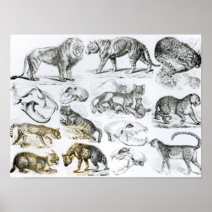 Poster Animaux carnivores