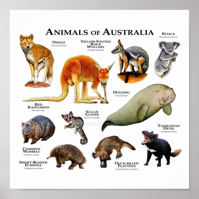 Poster Animaux d'Australie (Devant)