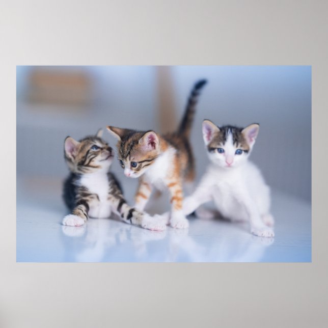 Poster Animaux de bébés cutest | 3 Tabby Kittens (Devant)