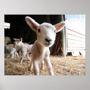Poster Animaux de bébés cutest   Agneau mignon dans une f