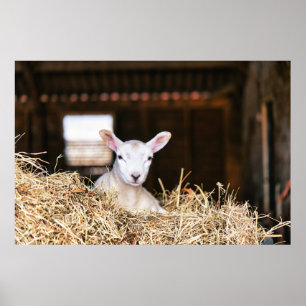 Poster Animaux de bébés cutest   Agneau nouveau-né