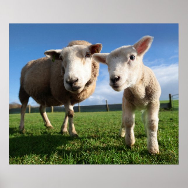 Poster Animaux de bébés cutest | Agneau nouveau-né & mama (Devant)