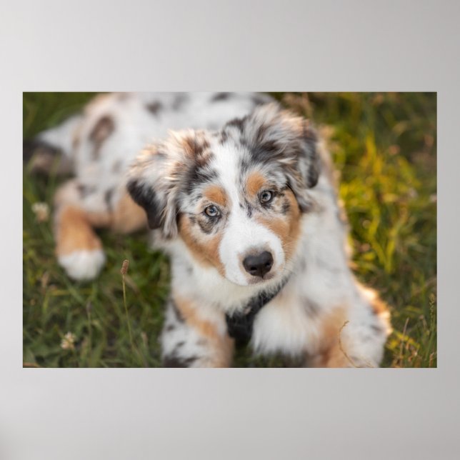 Poster Animaux de bébés cutest | Australian Shepherd Pupp (Devant)