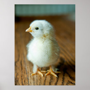 Poster Animaux de bébés cutest Baby Chick