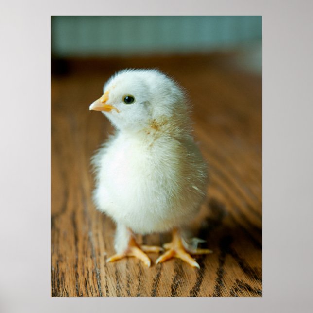 Poster Animaux de bébés cutest | Baby Chick (Devant)