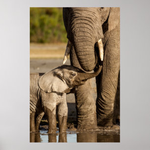 Poster Animaux de bébés cutest   Baby Elephant & Mama