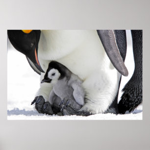 Poster Animaux de bébés cutest   Baby Empereur Penguin