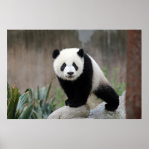 Poster Animaux de bébés cutest   Baby Panda géant