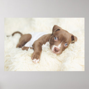 Poster Animaux de bébés cutest   Baby Pit Bull Puppy