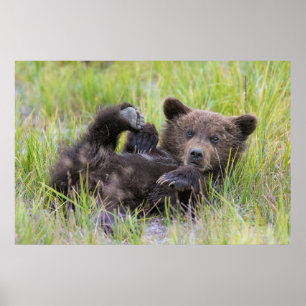 Poster Animaux de bébés cutest Bébé Ours Brown