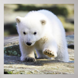 Poster Animaux de bébés cutest   Bébé Ours polaire