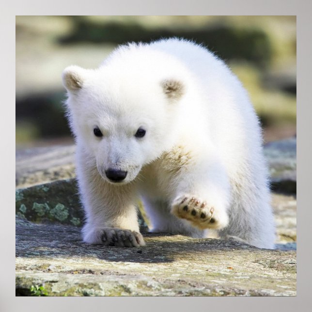 Poster Animaux de bébés cutest | Bébé Ours polaire (Devant)