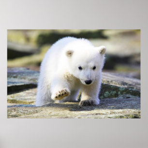 Poster Animaux de bébés cutest   Bébé Ours Polaire Cub